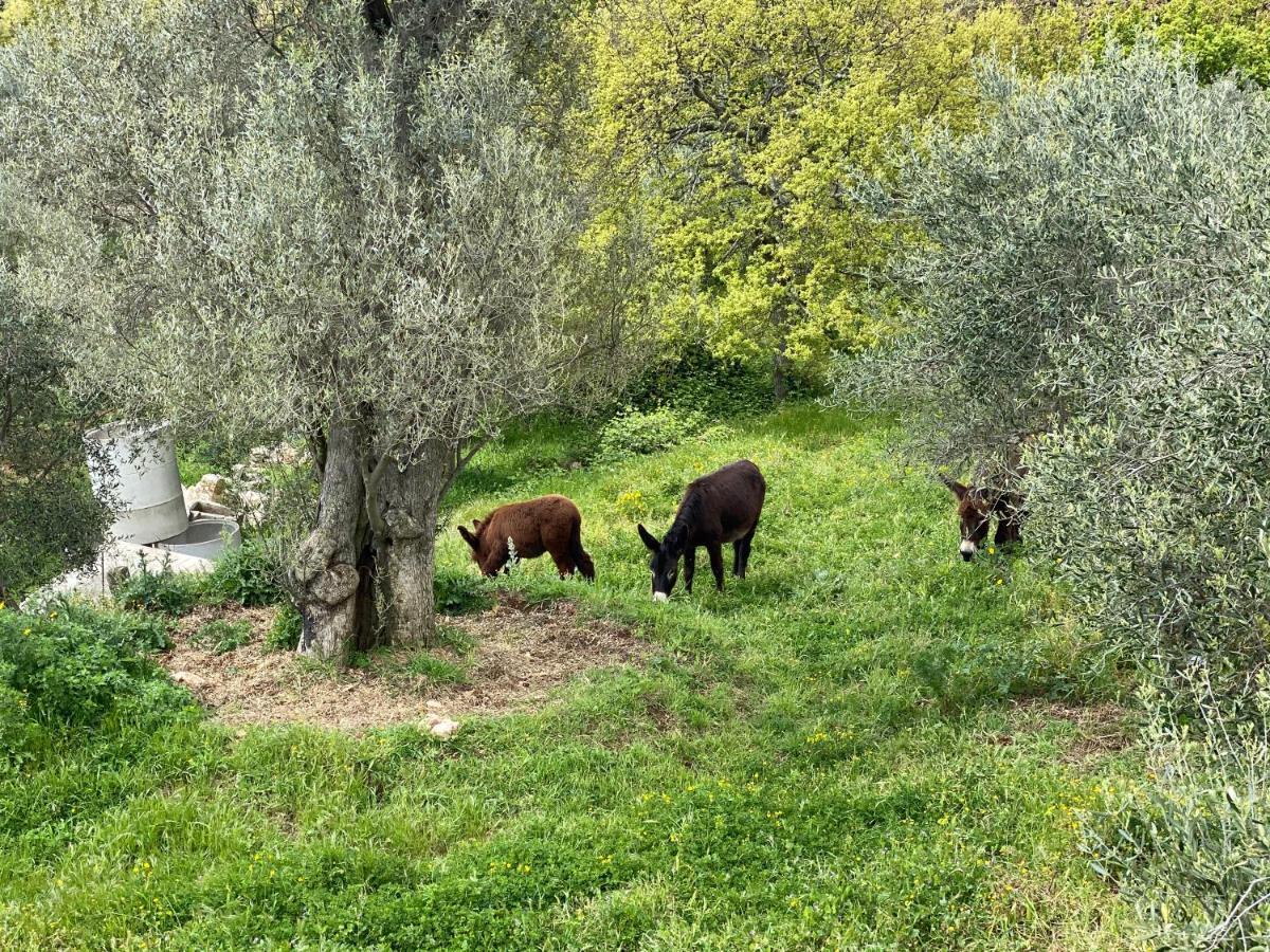 Trulli Tesoro Bed & Breakfast Cisternino Dış mekan fotoğraf